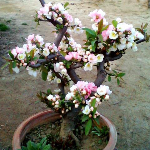 春暖花开的季节到来了 家里阳台种株盆栽 花香还特好看 吉祥日历