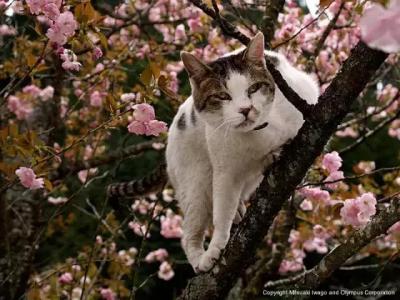 花海下的流浪猫 花与猫丽丝的浪漫情歌 吉祥日历