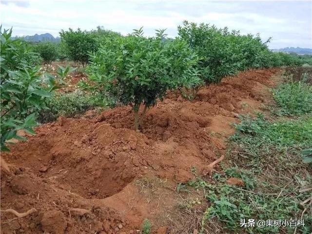 氮素肥料的种类 柑橘 柚子果园氮肥施用技术及注意事项 吉祥日历