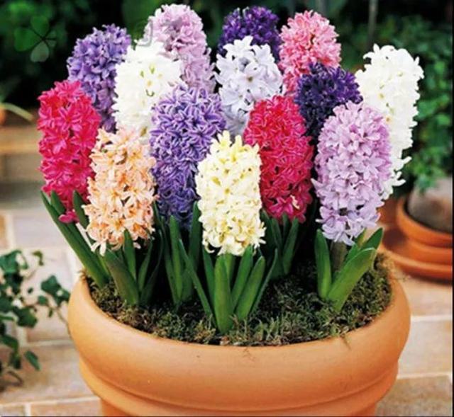 适合种庭院阳台的9种花卉 不用管理也能常年开满花朵 满屋飘香 吉祥日历